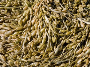 Bladder Wrack Seaweed Weak Fucoidan