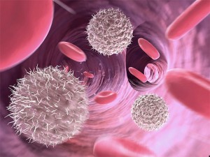 Fucoidan Immune Modulating Ability