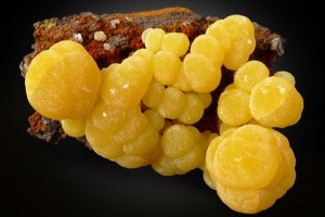 Fucoidan Arsenic Toxicity