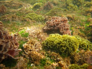 Fucoidan Hijiki Seaweed