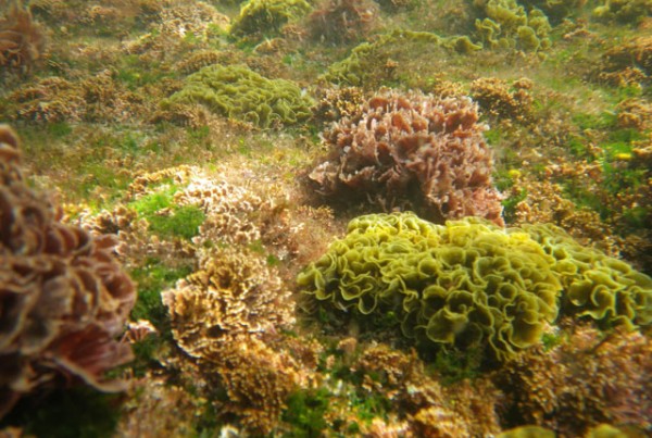 Fucoidan Hijiki Seaweed