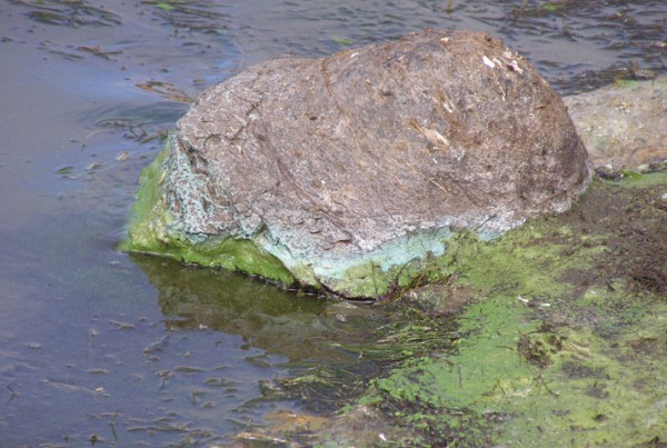 Fucoidan Toxic Algae Bloom Impacts Pacific Wildlife